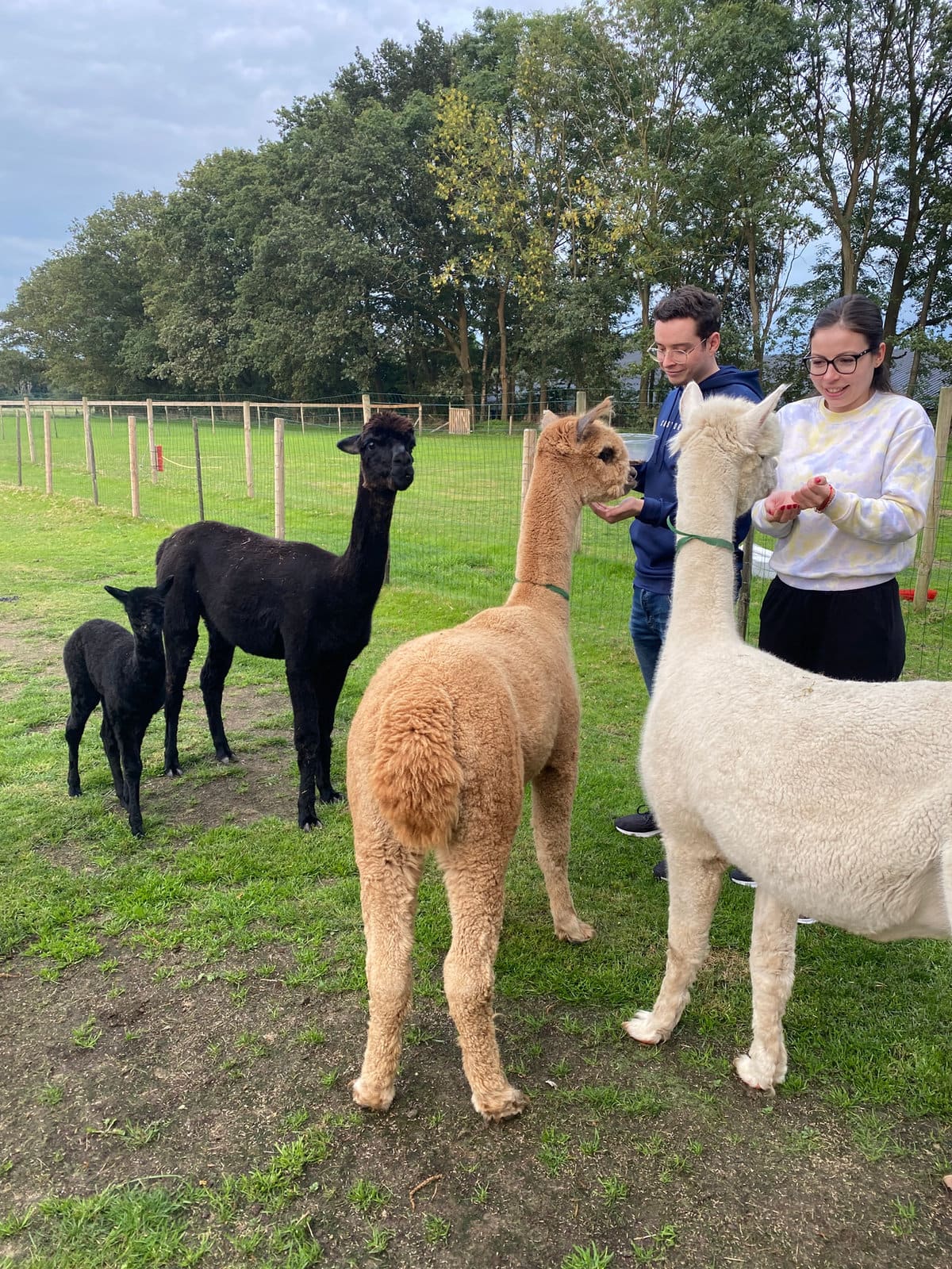 Bezoekers voeren de alpaca’s tijdens een activiteit bij Elshof Alpaca’s