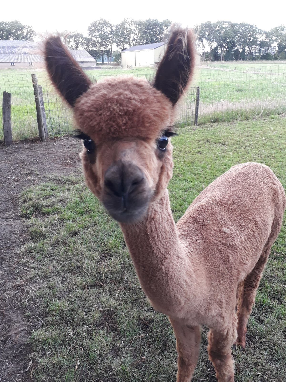 De kudde alpaca’s bij elkaar in de wei